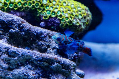 Mandalina balık Synchiropus splendidu