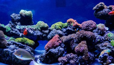 Balık Çizgili Cerrah Acanthurus lineatu