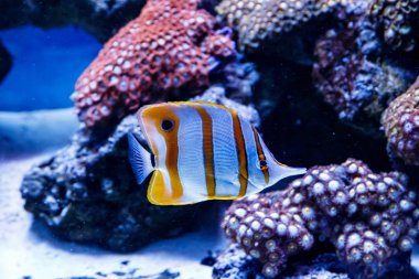 Zebrasoma balığı Zebrasoma desjardini 'ye yelken açıyor.