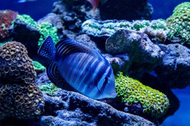 Zebrasoma balığı Zebrasoma desjardini 'ye yelken açıyor.