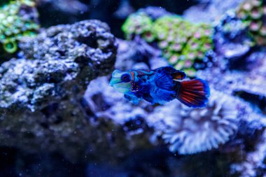 Mandalina balık Synchiropus splendidu