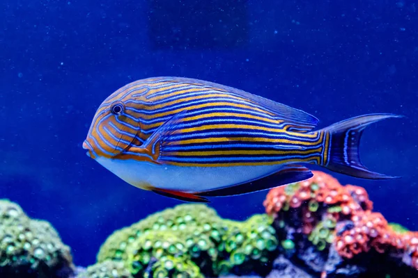 Рыбный Полосатый Хирург Acanthurus Lineatu — стоковое фото