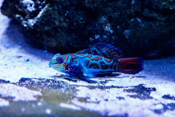 Mandarin Fish Synchiropus Splendidu — Stock Photo, Image