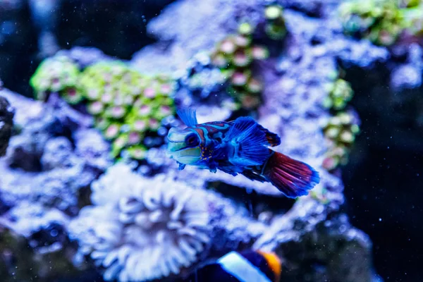 Pesce Mandarino Synchiropus Splenddu — Foto Stock