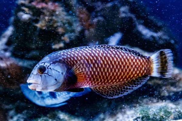 Fisch Guban Drache Novaculichthys Taeniouru — Stockfoto