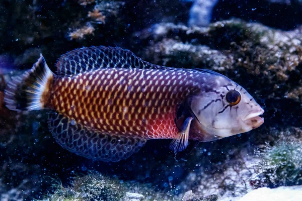 Fisch Guban Drache Novaculichthys Taeniouru — Stockfoto
