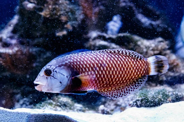 Fisch Guban Drache Novaculichthys Taeniouru — Stockfoto