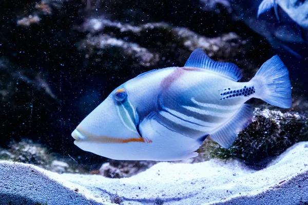 Hal Festett Triggerfish Rhinecanthus Aculeatu — Stock Fotó