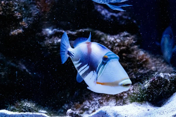 Peces Pintados Triggerfish Rhinecanthus Aculeatu — Foto de Stock