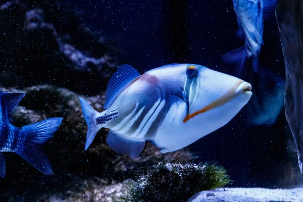 Рыба Покрашенная Триггерфиш Rhinecanthus Aculeatu — стоковое фото