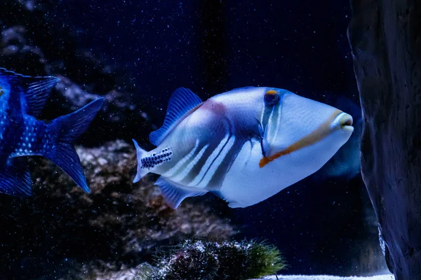 Hal Festett Triggerfish Rhinecanthus Aculeatu — Stock Fotó