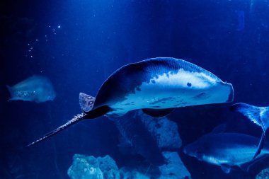 Yamaç Oppled Potamotrygon motoro