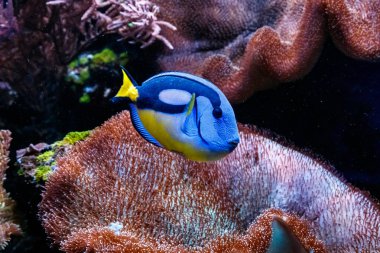 Balık koyu mavi cerrah - Paracanthurus hepatu