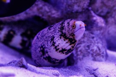 Balık Moray Kar, Moray Kar Tanesi (Echidna bulutsusu