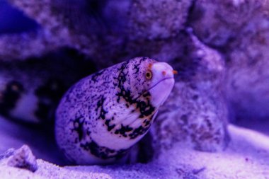 Balık Moray Kar, Moray Kar Tanesi (Echidna bulutsusu