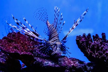 Balık lionfish - Zebra, Pterois Volitan (araç)