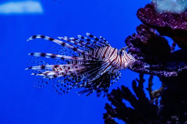 Balık lionfish - Zebra, Pterois Volitan (araç)