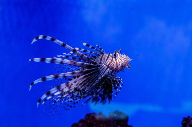 Balık lionfish - Zebra, Pterois Volitan (araç)