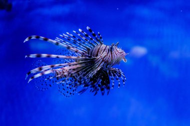 Balık lionfish - Zebra, Pterois Volitan (araç)