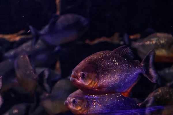 Fish Common Piranha Pygocentrus Natterer — 스톡 사진