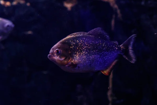 Fisch Piranha Pygocentrus Natterer — Stockfoto