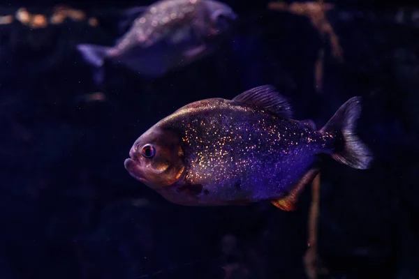 Fisch Piranha Pygocentrus Natterer — Stockfoto