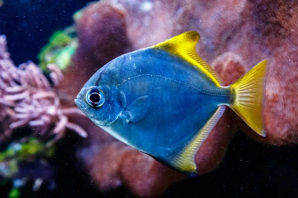 Monodactyl Silver Fish Monodactylus Argenteus Close — Zdjęcie stockowe
