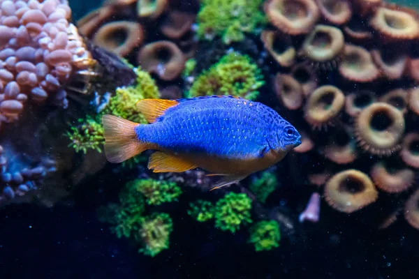 Peixes Antias Lyretail Pseudanthias Squamipinni — Fotografia de Stock