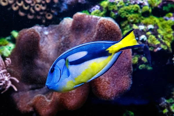 Fish Royal Blue Surgeon Paracanthurus Hepatu — Stock Photo, Image