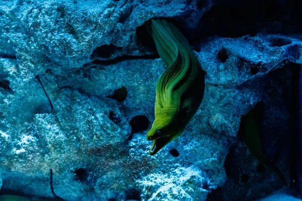 Pesce Verde Hymnothorax Gymnothorax Funebri — Foto Stock