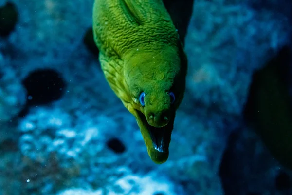Ryby Hymnothorax Gymnothorax Zielony Funebri — Zdjęcie stockowe