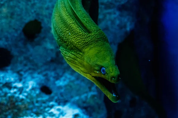 Fish Green Hymnothorax Gymnothorax Funebri — Stock Photo, Image
