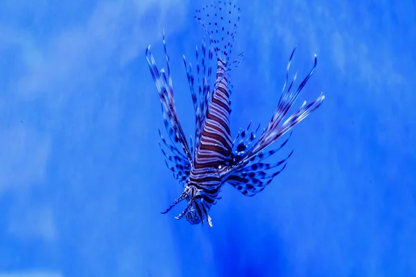 Ikan Lionfish Zebra Pterois Volitan — Stok Foto