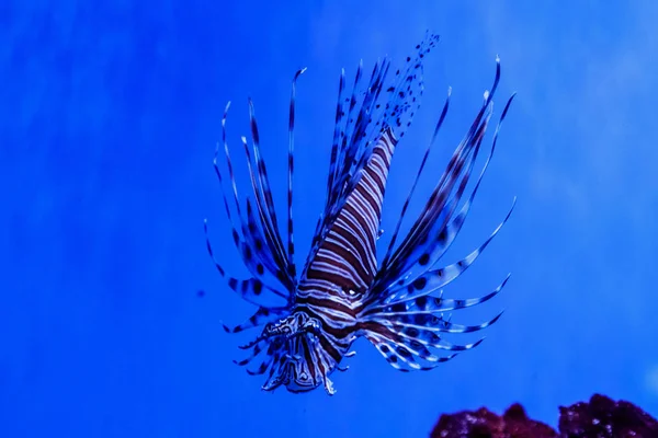 Peixe Leão Zebra Pterois Volitan — Fotografia de Stock