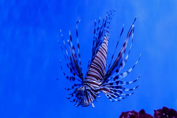 Fish Lionfish - Zebra, Pterois volitan