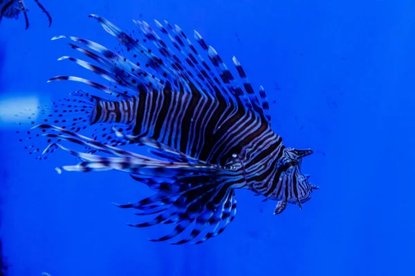 Pesce Leone Zebra Pterois Volitan — Foto Stock