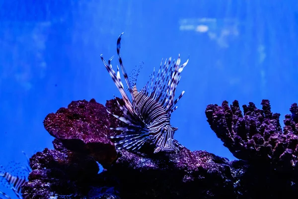 Pesce Leone Zebra Pterois Volitan — Foto Stock