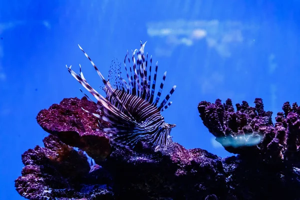 鱼狮子鱼 Pterois Volitan — 图库照片