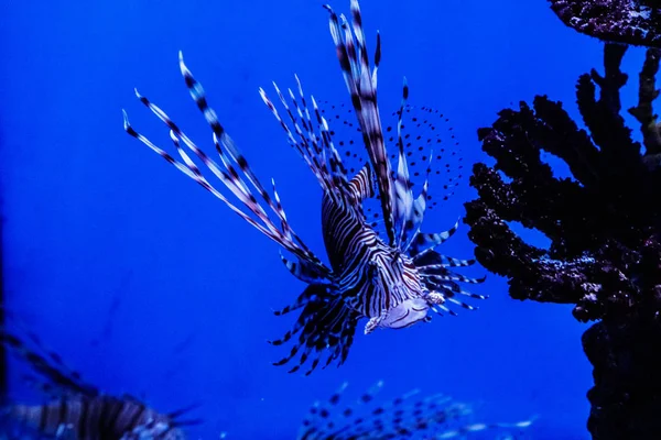 Hal Lionfish Zebra Pterois Volitan — Stock Fotó