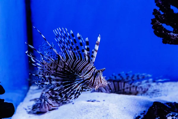 Fish Lionfish - Zebra, Pterois volitan