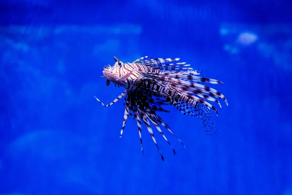 Hal Lionfish Zebra Pterois Volitan — Stock Fotó