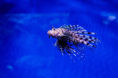 Balık lionfish - Zebra, Pterois Volitan (araç)