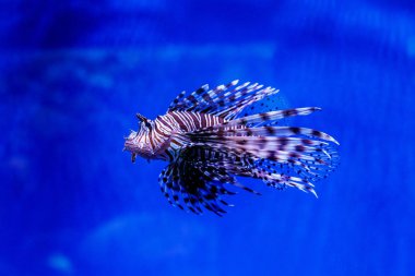 Balık lionfish - Zebra, Pterois Volitan (araç)