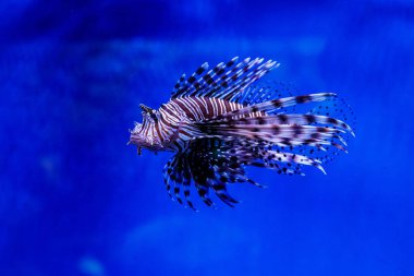 Balık lionfish - Zebra, Pterois Volitan (araç)