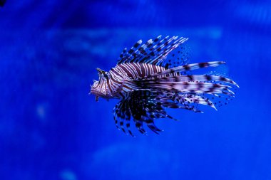 Balık lionfish - Zebra, Pterois Volitan (araç)