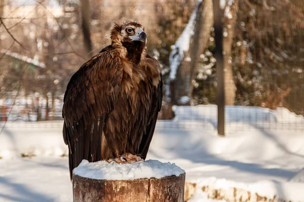 beautiful vultures sit on a stump in the snow close up