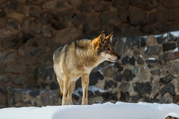 Красивая Волчица Заснеженной Дороге Крупным Планом — стоковое фото