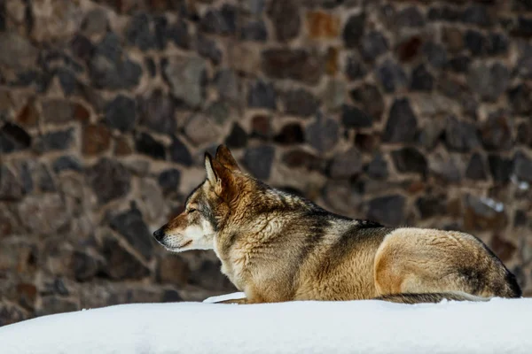 Schöner Wolf Auf Einer Verschneiten Straße Aus Nächster Nähe — Stockfoto