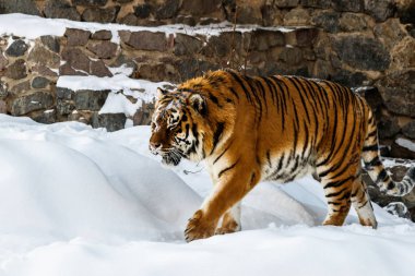 güzel panthera tigris karlı bir yol üzerinde yakın çekim