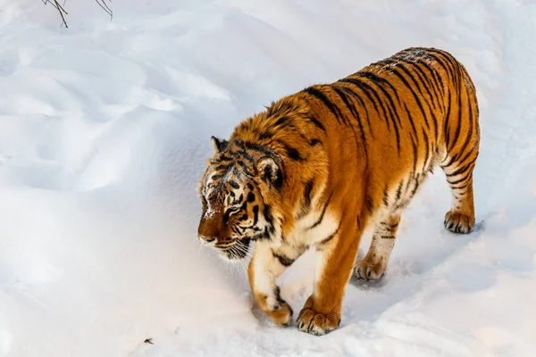 Bela Panthera Tigris Uma Estrada Nevada Perto — Fotografia de Stock